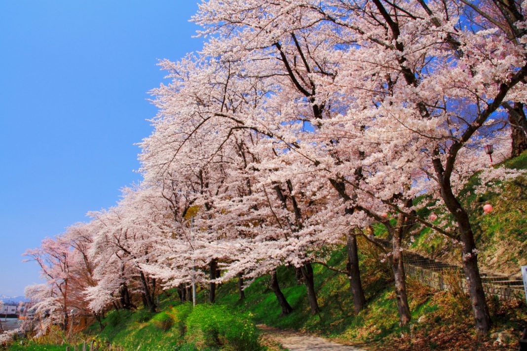 Sendai Airport-Yamagata bus service resumes for sakura season