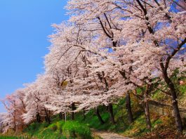 Sendai Airport-Yamagata bus service resumes for sakura season