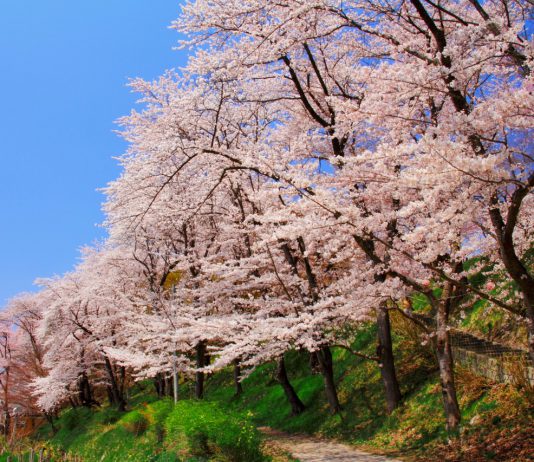 Sendai Airport-Yamagata bus service resumes for sakura season