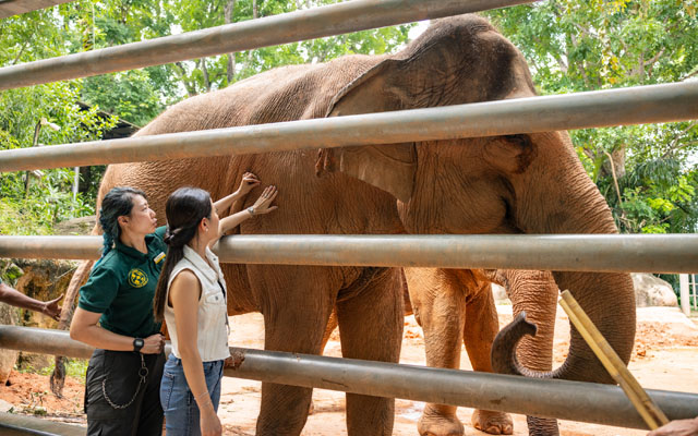 Keeper guiding guest to touch elephant at Backstage Pass Elephant Encounters. Image Credit_ Mandai Wildlife Group 640