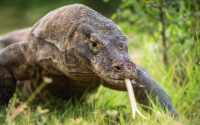 Komodo National Park orders periodic closures as environmental safeguards