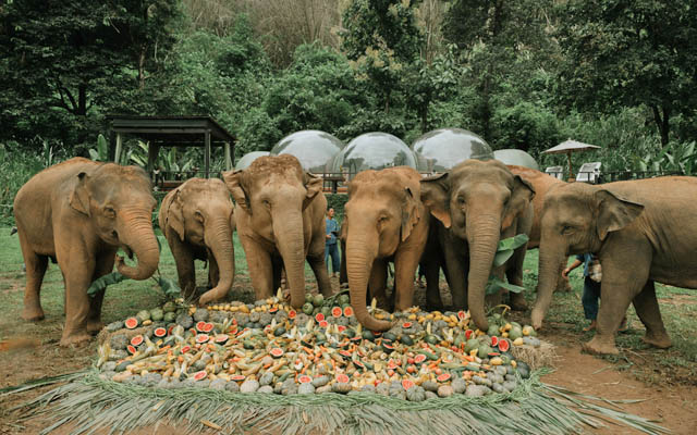 Anantara celebrates World Elephant Day