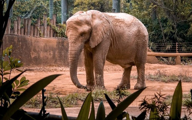 Klook, Wild Welfare renew partnership to enhance animal welfare in tourism