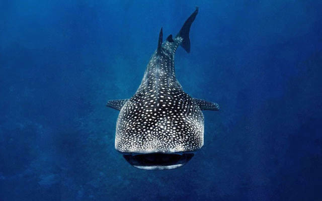 Maldives strengthens whale shark conservation with new national regulation