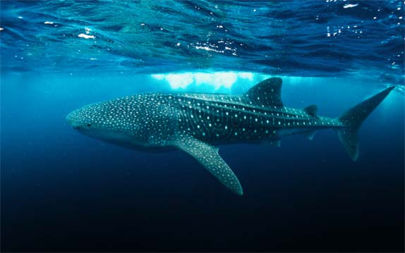 Maldives to enforce mandatory propeller guard on all whale shark excursion vessels