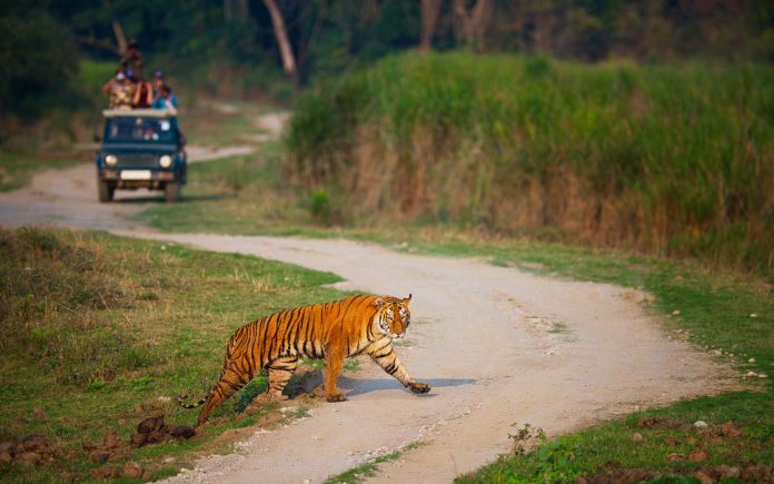 kaziranga-national-park-shutterstock_2469196509
