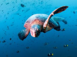 Novotel marks one-year WWF partnership with new sustainability initiatives