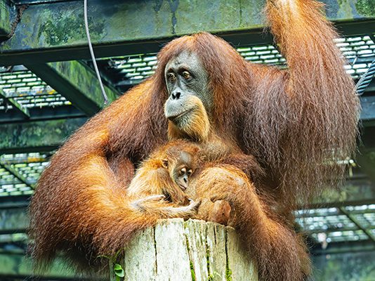Singapore Zoo celebrates rare baby orangutan birth