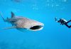 Bohol sets framework for sustainable whale shark tourism