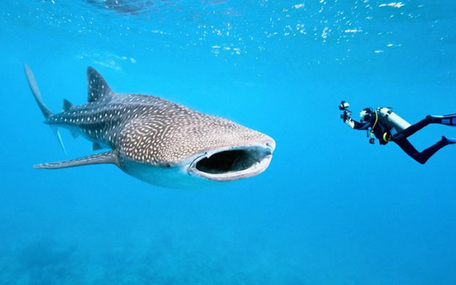 Bohol sets framework for sustainable whale shark tourism