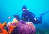 Beyond Green spotlights coral conservation projects ahead of World Oceans Day
