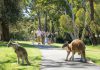 Adelaide gains ground