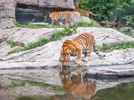 West Bengal: A new chapter for tourism