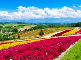 Celebrate Japan’s summer festivals with BWH Hotels