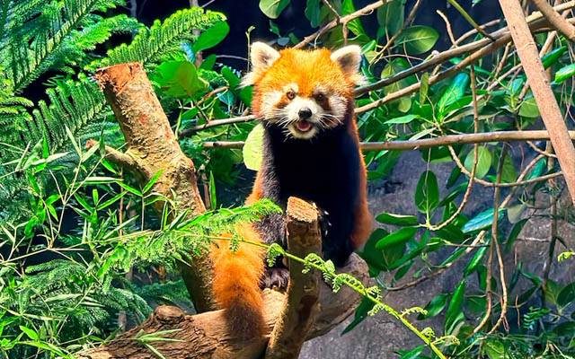 Yaffa explores his new home at River Wonders_Photo credit- Mandai Wildlife Group 640